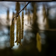 17th Jan 2018 - Paimpont 2018: Day 17 - Lensbaby Catkins