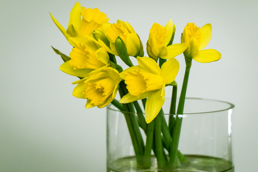 Daffodils take 3 by jernst1779
