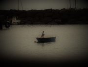 17th Jan 2018 - Pelican in harbour