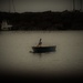 Pelican in harbour by jacqbb
