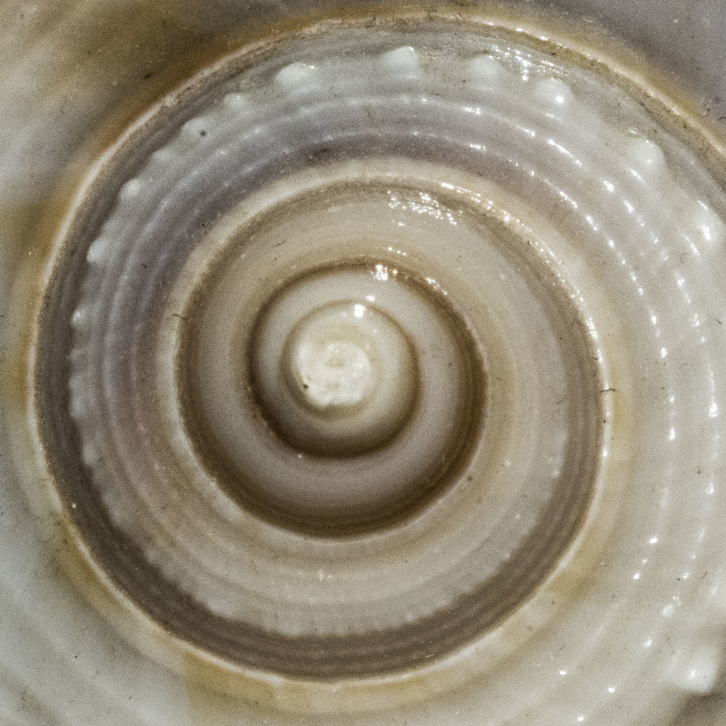 Spiral by dakotakid35