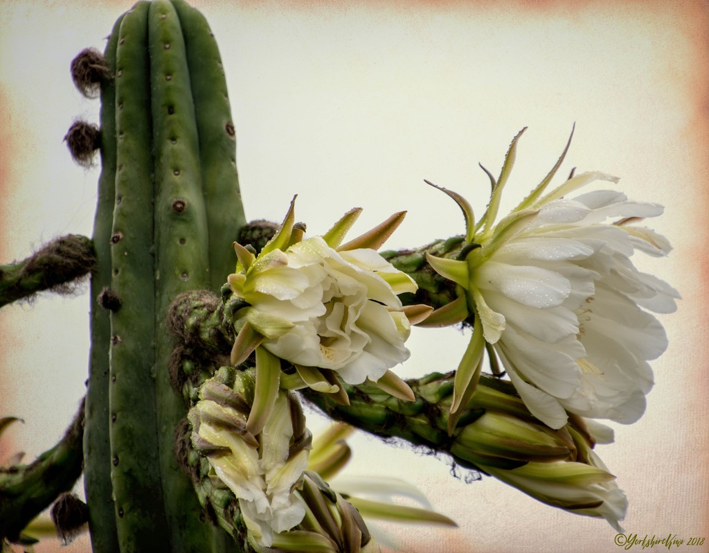 Cactus Flower by yorkshirekiwi