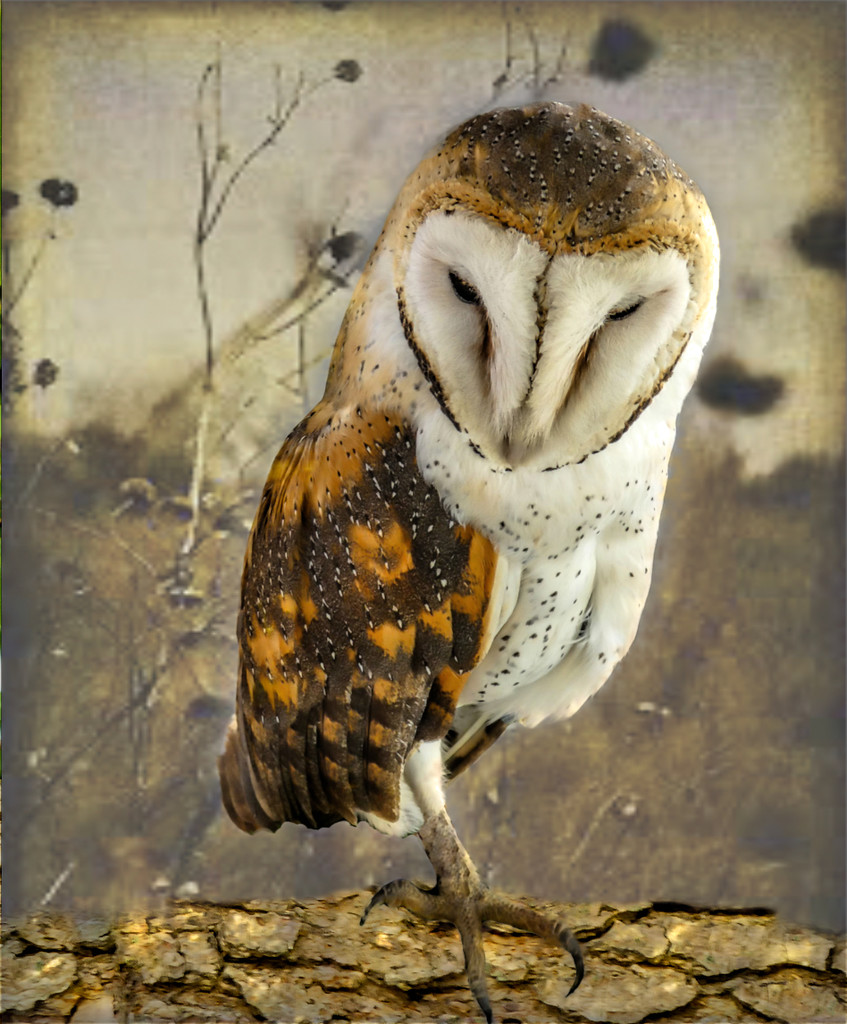 A Barn Owl with a different texture background. by ludwigsdiana