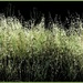 Backlit oats - and other assorted weeds! by robz