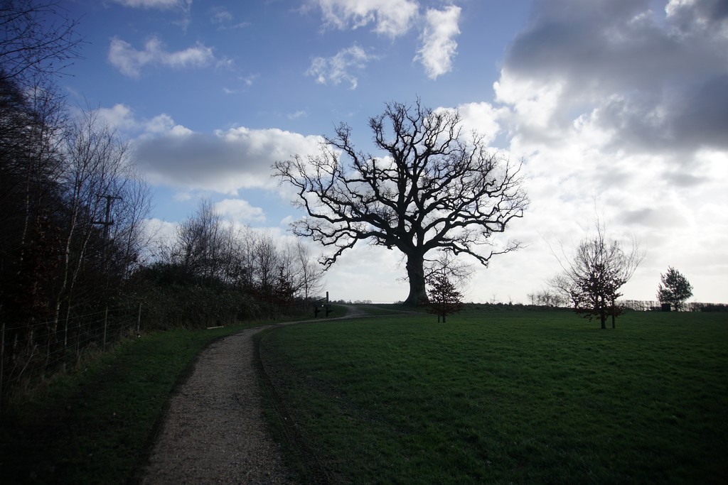 the oak tree in winter by quietpurplehaze