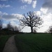 the oak tree in winter by quietpurplehaze