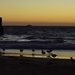 Seagulls At Sunset_DSC1682 by merrelyn
