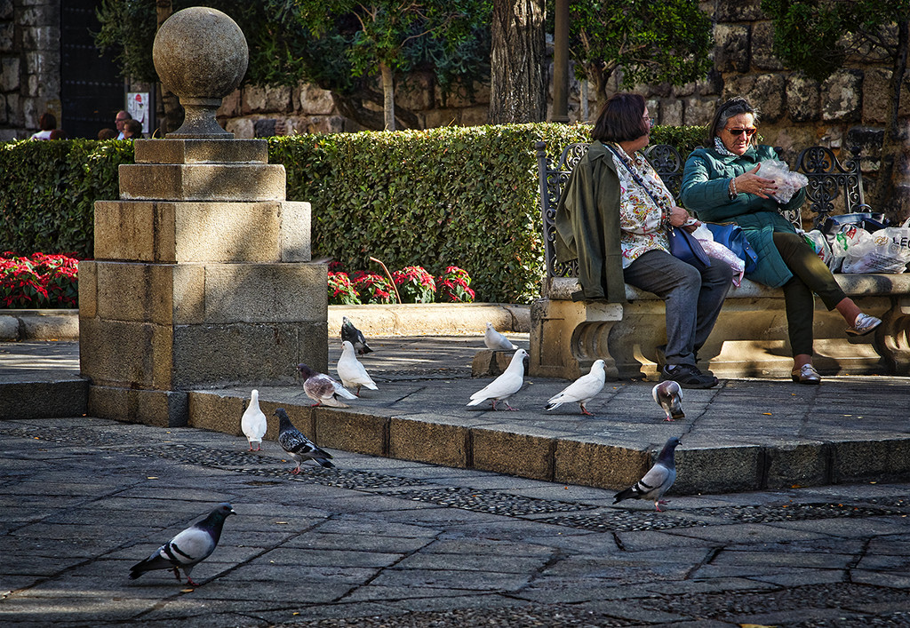 Seville Park with Mixed Colour Pigeon by gardencat