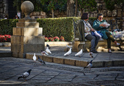 18th Jan 2018 - Seville Park with Mixed Colour Pigeon
