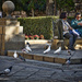 Seville Park with Mixed Colour Pigeon by gardencat