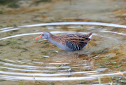 18th Jan 2018 - Water Rail-nearly to close!!
