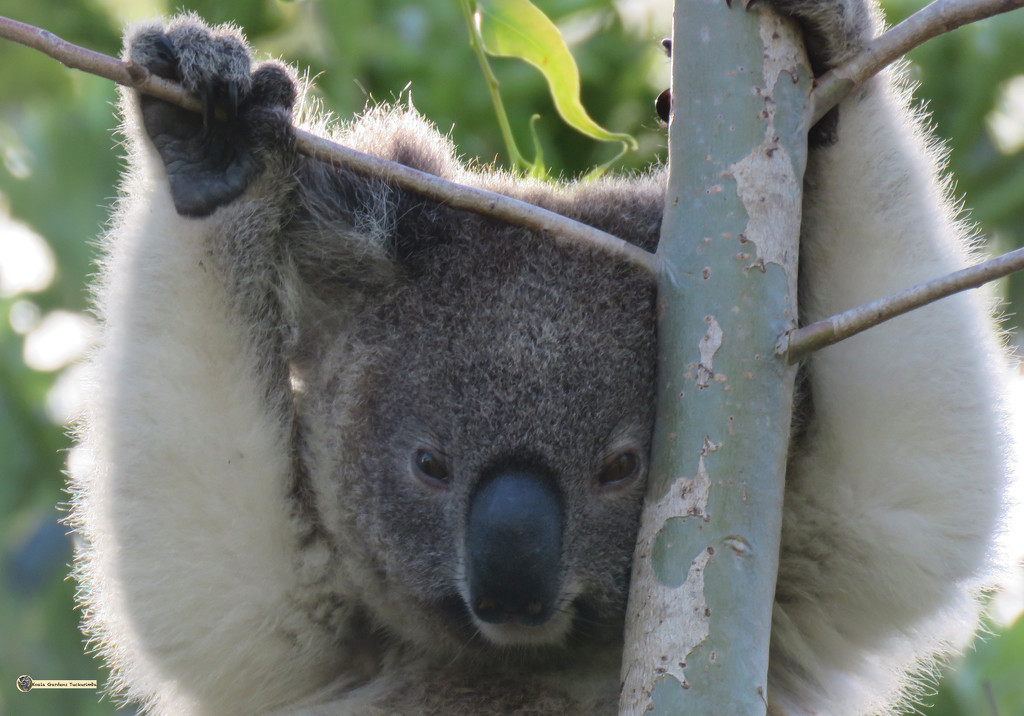 hangin loose by koalagardens