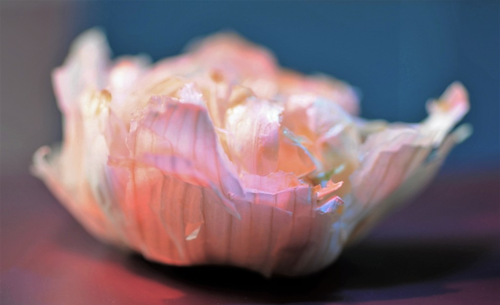 Garlic rose by stimuloog