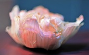 18th Jan 2018 - Garlic rose