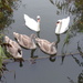 Swan Family by susiemc
