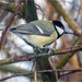 Great Tit by pcoulson