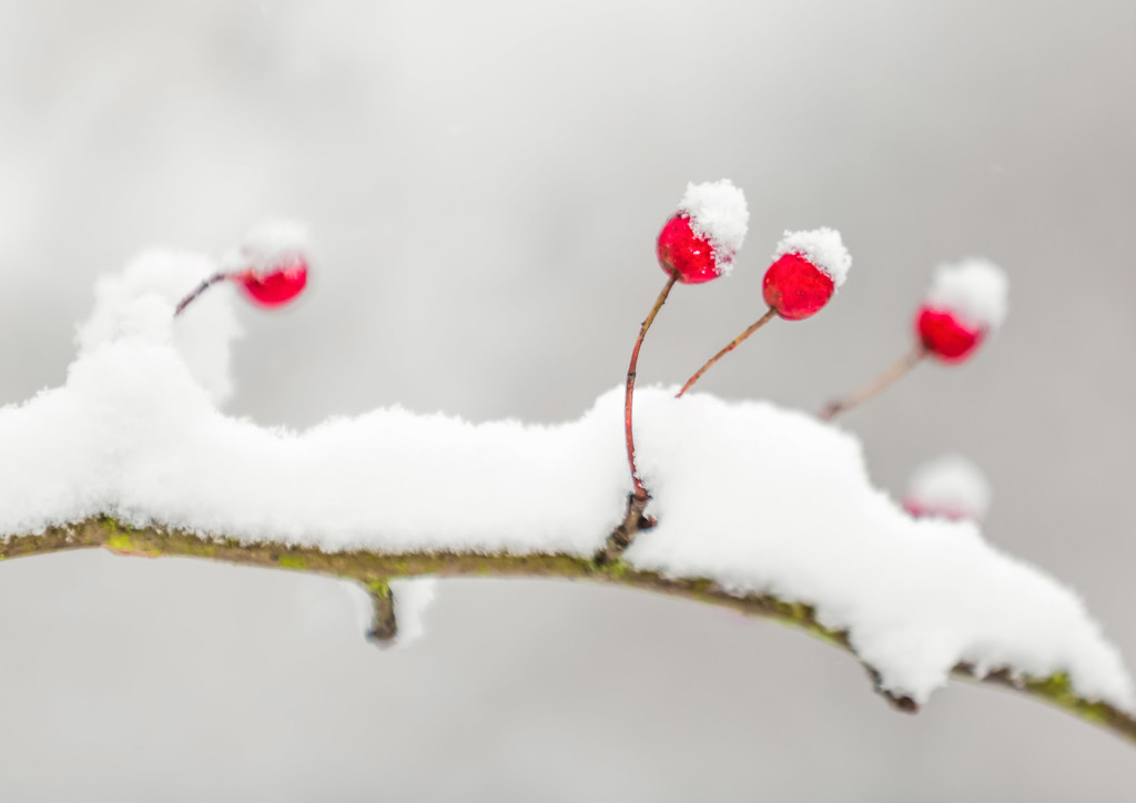 Snow Berries by shepherdmanswife