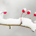 Snow Berries by shepherdmanswife