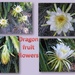 Dragon fruit flowers by kerenmcsweeney