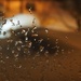 Frozen Drops on the Window by selkie