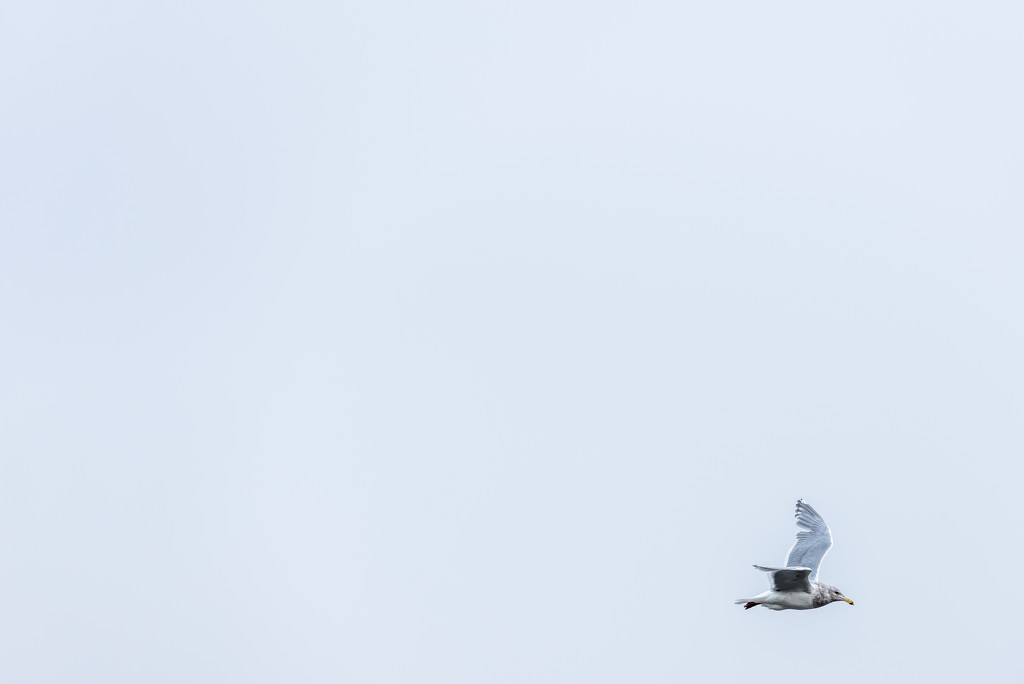 Just a Seagull by kwind