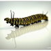 Monach Caterpillar... by julzmaioro