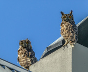 19th Jan 2018 - These Cape Eagle Owls.....