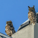 These Cape Eagle Owls..... by ludwigsdiana
