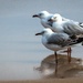 Gulls in the evening by pusspup