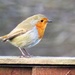 A Robin's Mate by carole_sandford