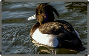 19th Jan 2018 - Tufted Duck (male)