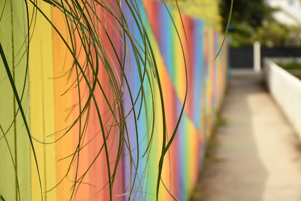 Rainbow Fence by nickspicsnz