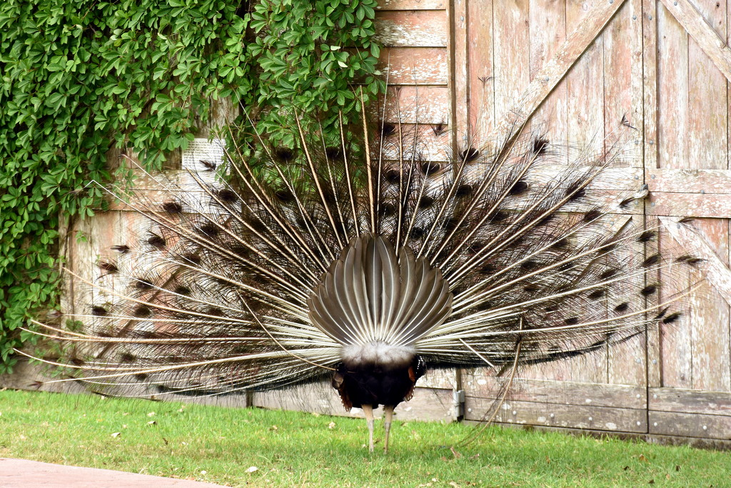 Peacock Bum by nickspicsnz
