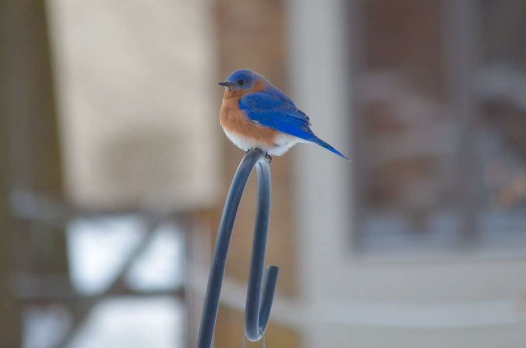 Bluebird  by kdrinkie