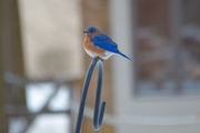 19th Jan 2018 - Bluebird 