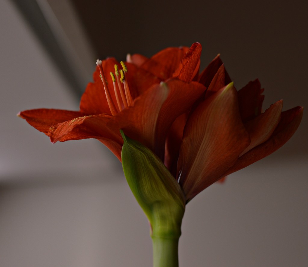 Amaryllis by caterina