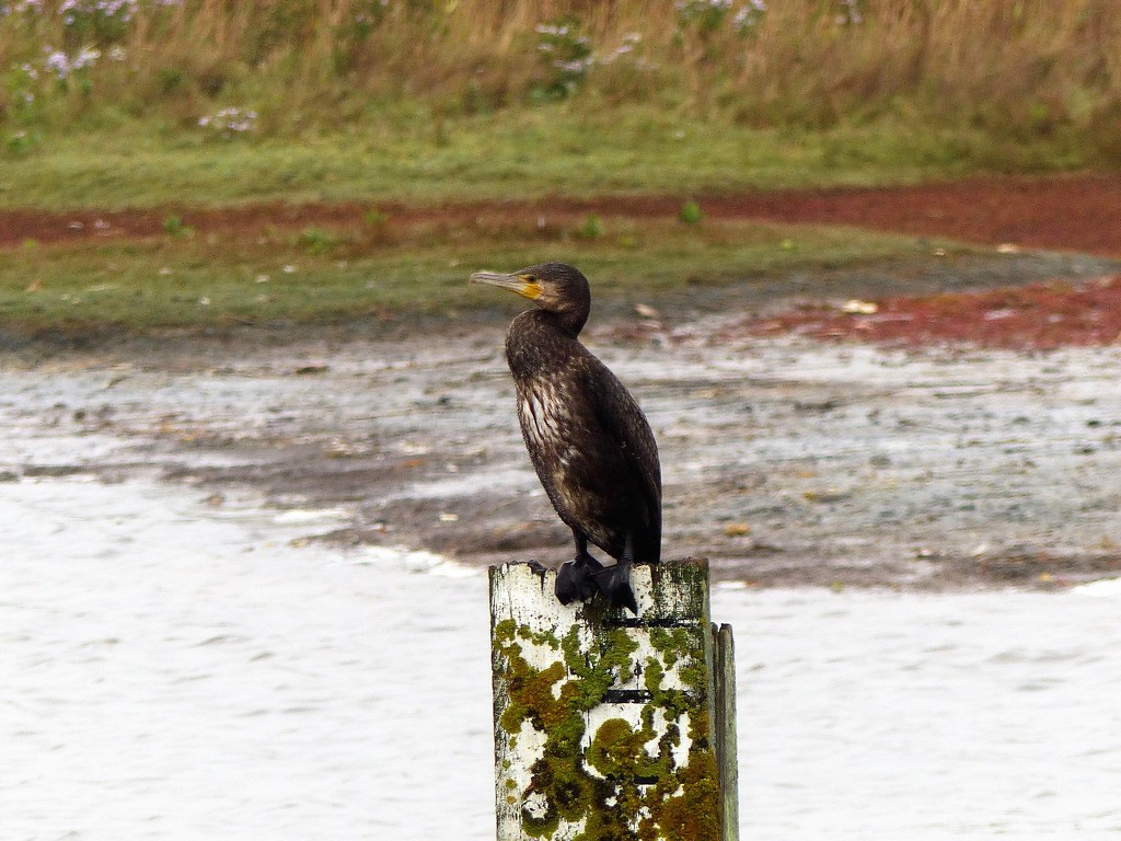  Cormorant  by susiemc