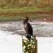  Cormorant  by susiemc