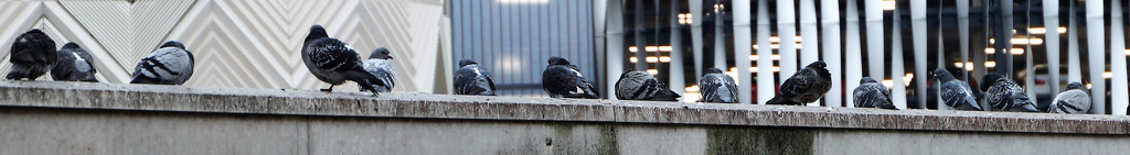 Pigeons Leeds Market by lumpiniman