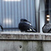 Pigeons Leeds Market by lumpiniman