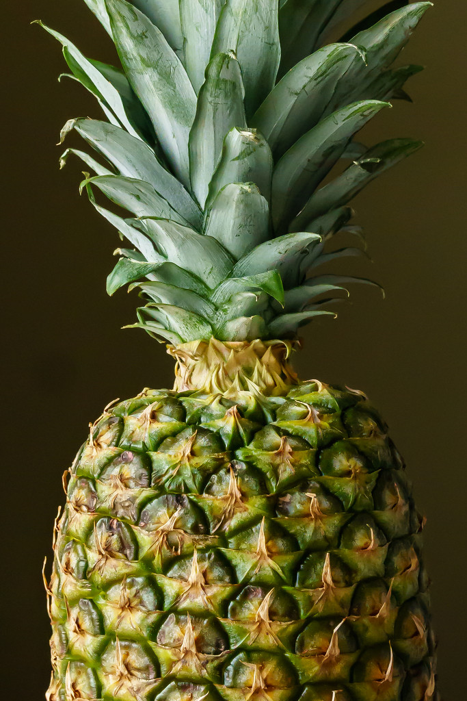Pineapple by jernst1779