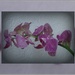 orchids by gijsje