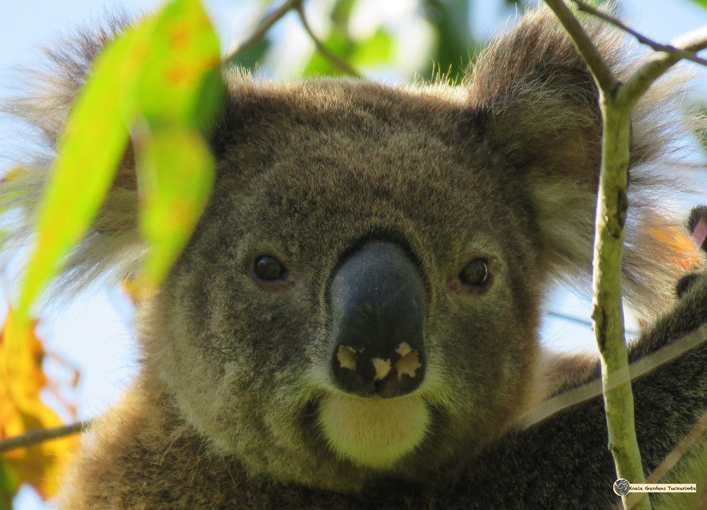 close calls by koalagardens