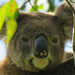 close calls by koalagardens