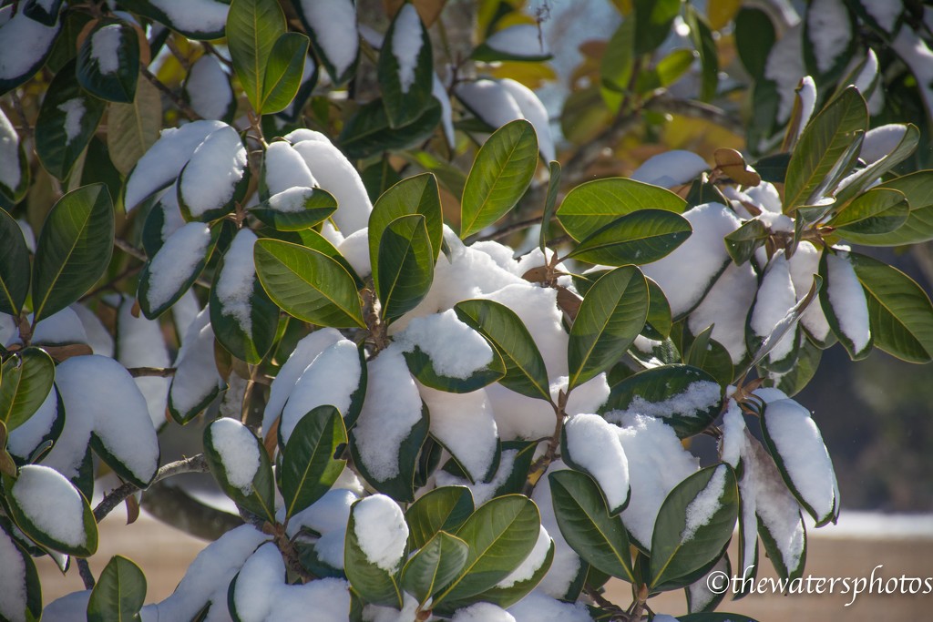 Snow on the Southern Magnolia... by thewatersphotos
