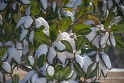 19th Jan 2018 - Snow on the Southern Magnolia...