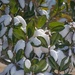 Snow on the Southern Magnolia... by thewatersphotos