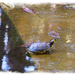 Palermo Turtle by gardencat