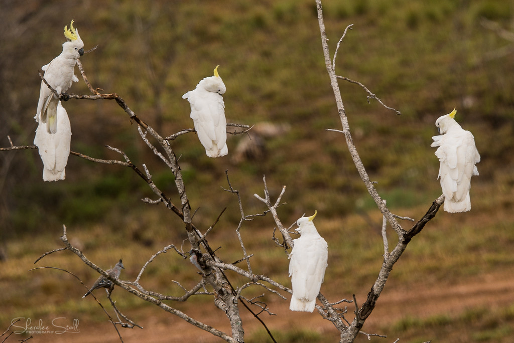 Cockatoo tree by bella_ss