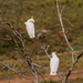 Cockatoo tree by bella_ss